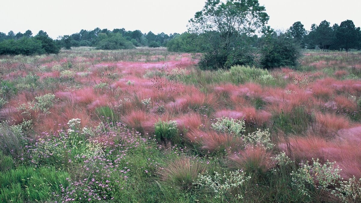 Flat coastal prairie filled with pink muhly grass and white and purple wildflowers, with trees in the background.